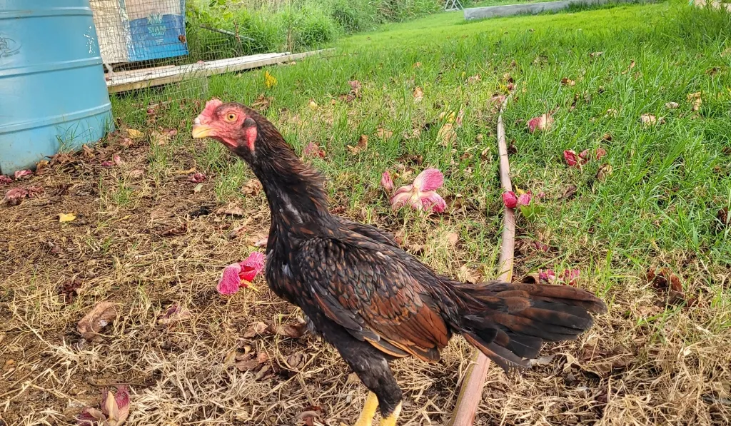 Asil (Aseel) Chicken Breed