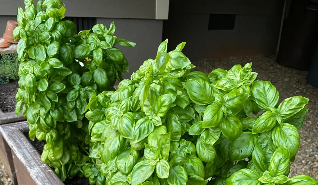 Basil