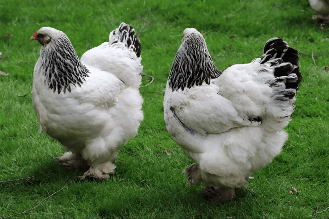 Brahma Chicken
