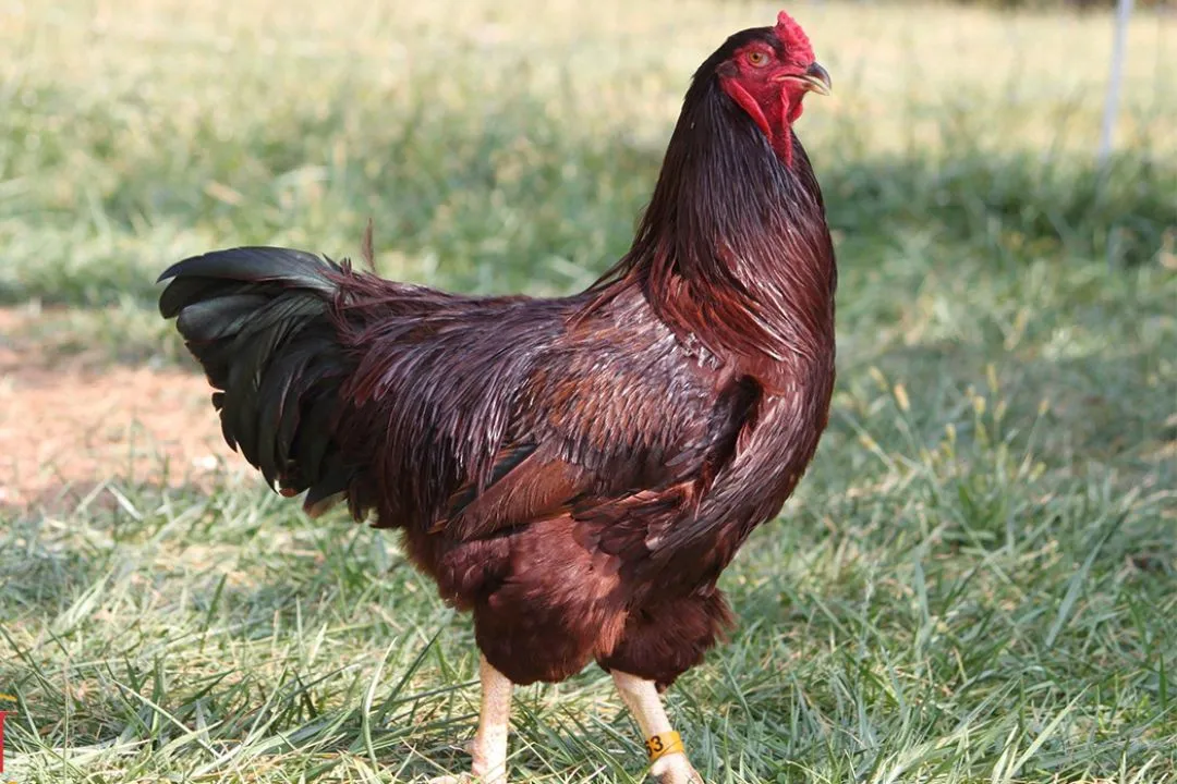 Buckeye Chicken