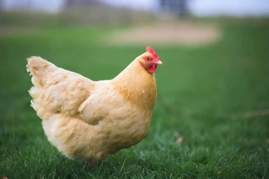 Buff Orpington