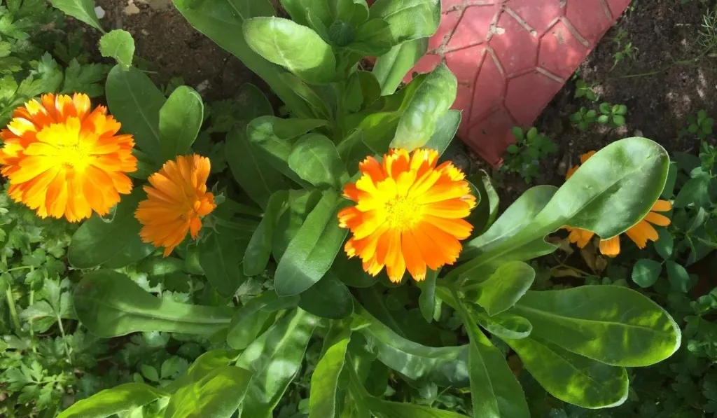 Calendula