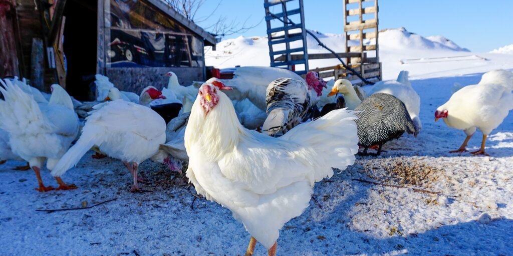 Chantecler Chicken