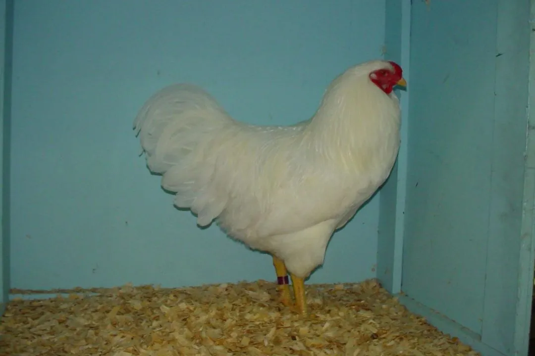 Chantecler Chicken
