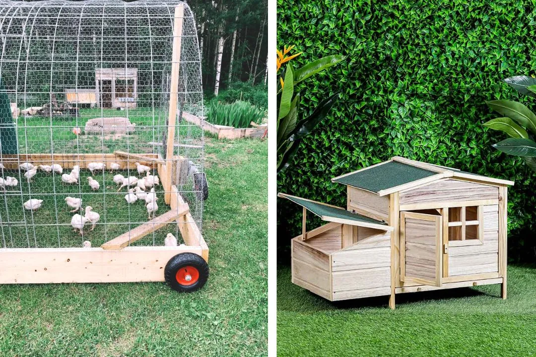 Chicken Tractors vs Coops