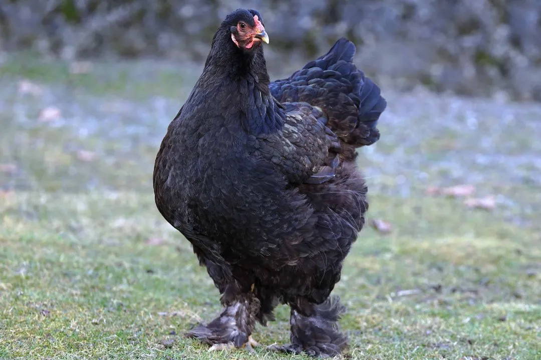 Cochin Chicken