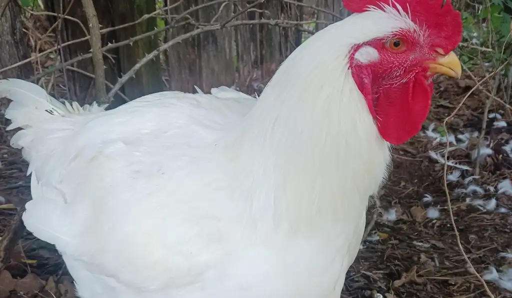 Cornish Cross Chicken Breed