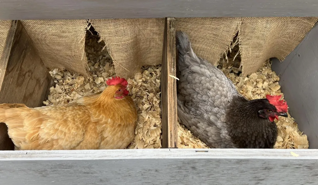 Cozy Nesting Boxes