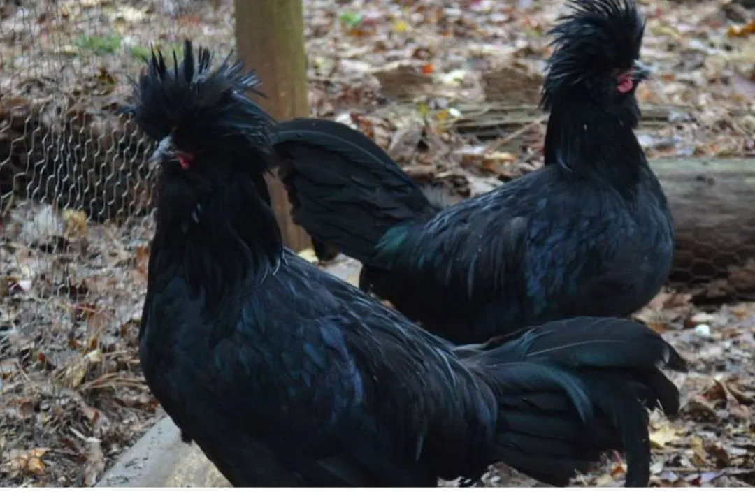 Crèvecœur Chicken