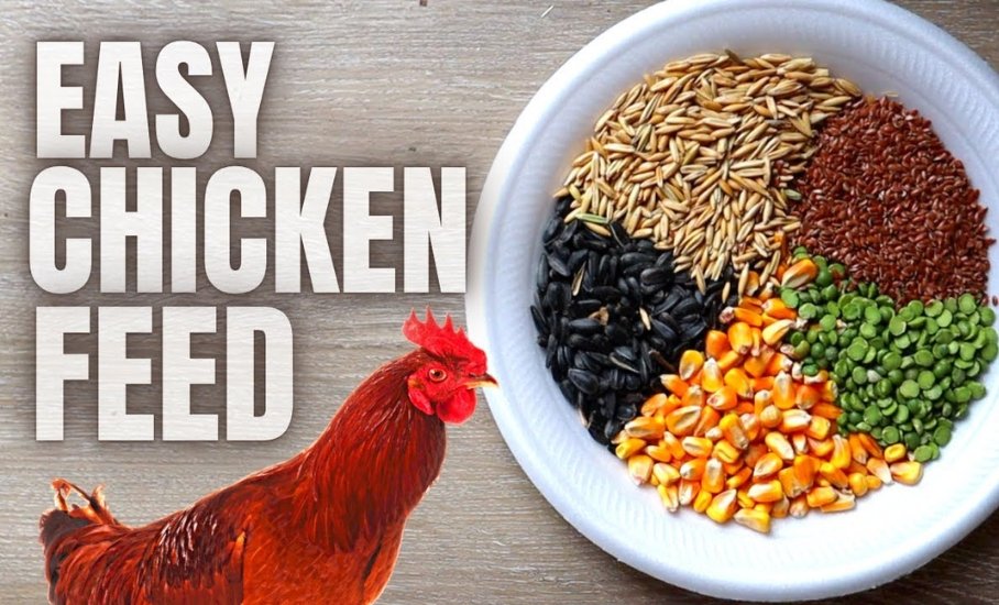 5 Step-by-step Guide To Make A Balanced DIY Chicken Feed Mix