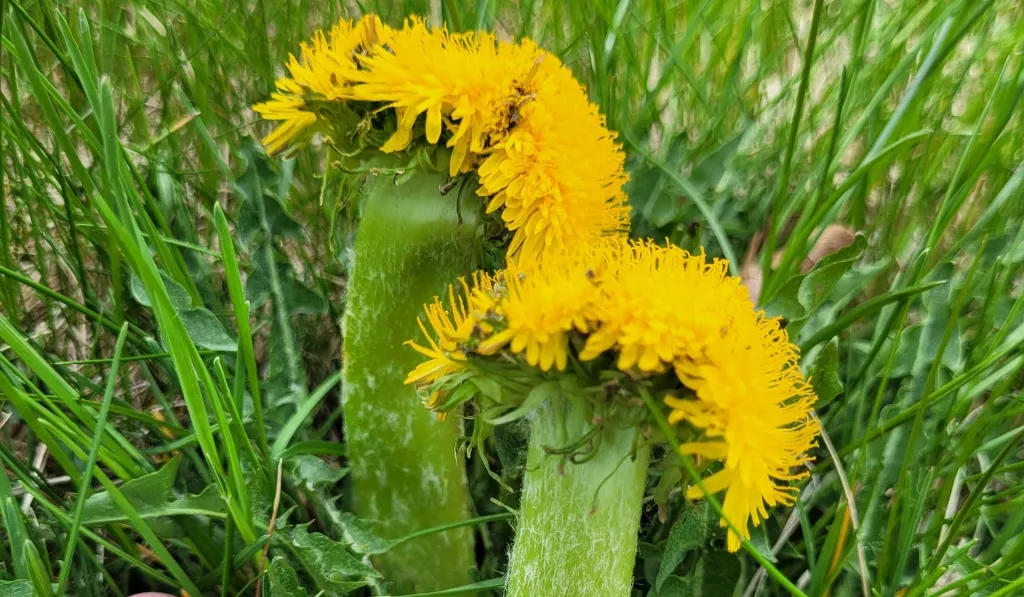 Dandelion