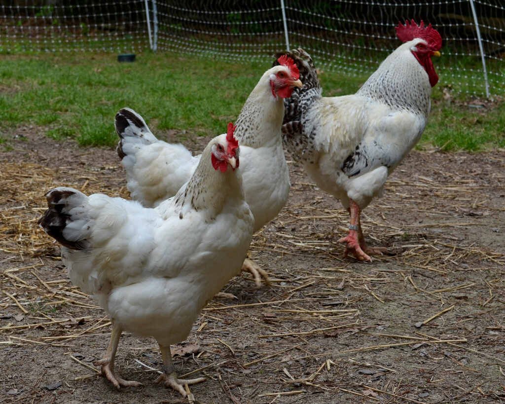 Delaware Chicken