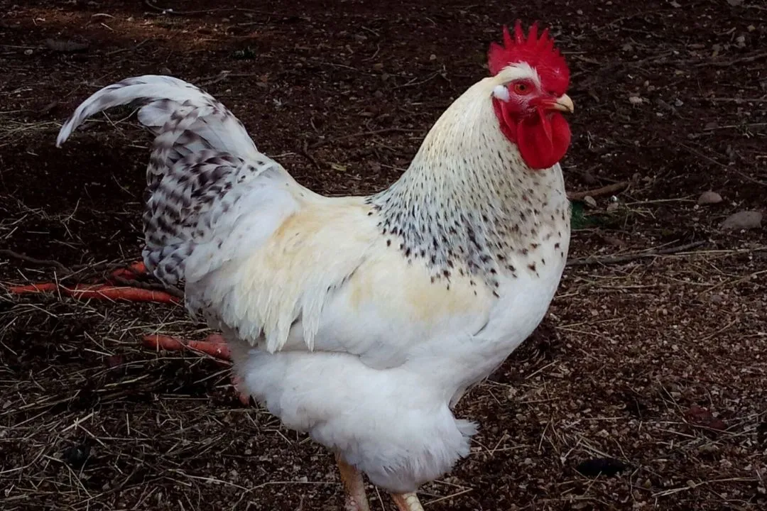 Delaware Chicken
