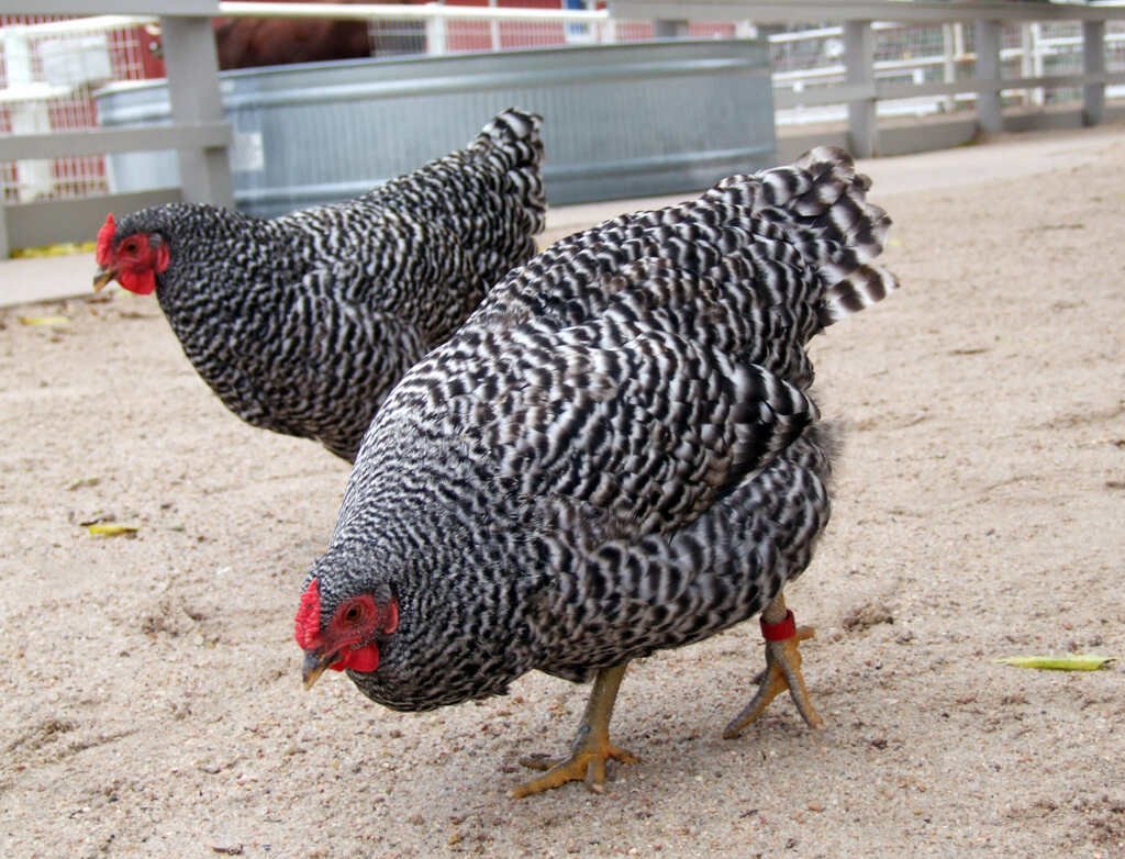 Dominique Chicken