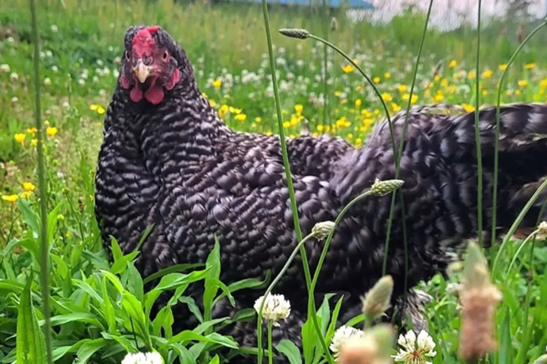 Dominique Chicken