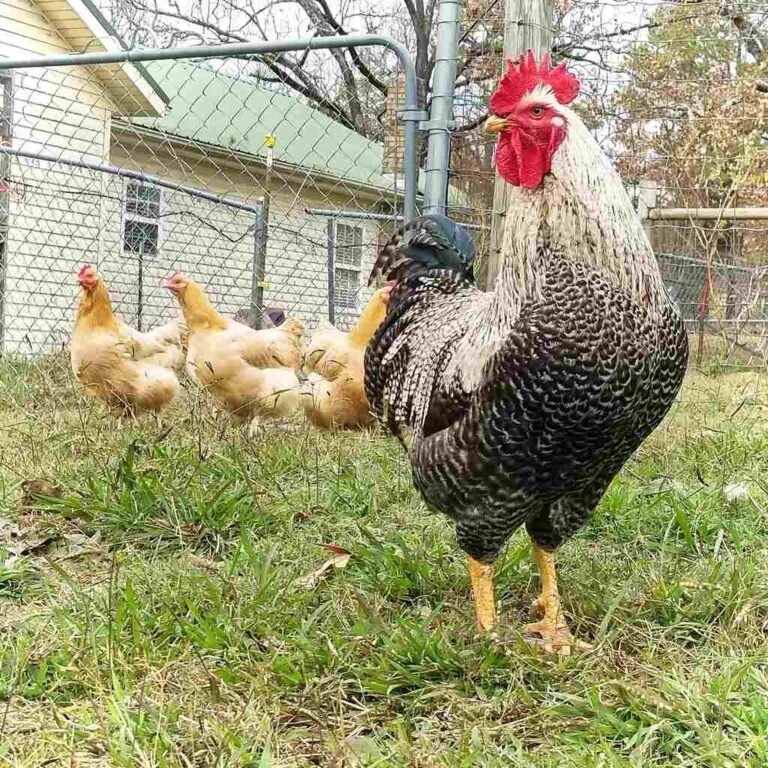 19 Unique Heritage Chicken Breeds You Should Know!