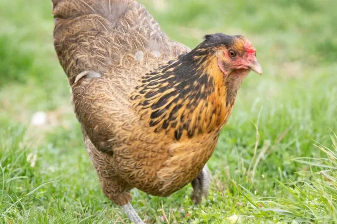 Easter Egger Chicken
