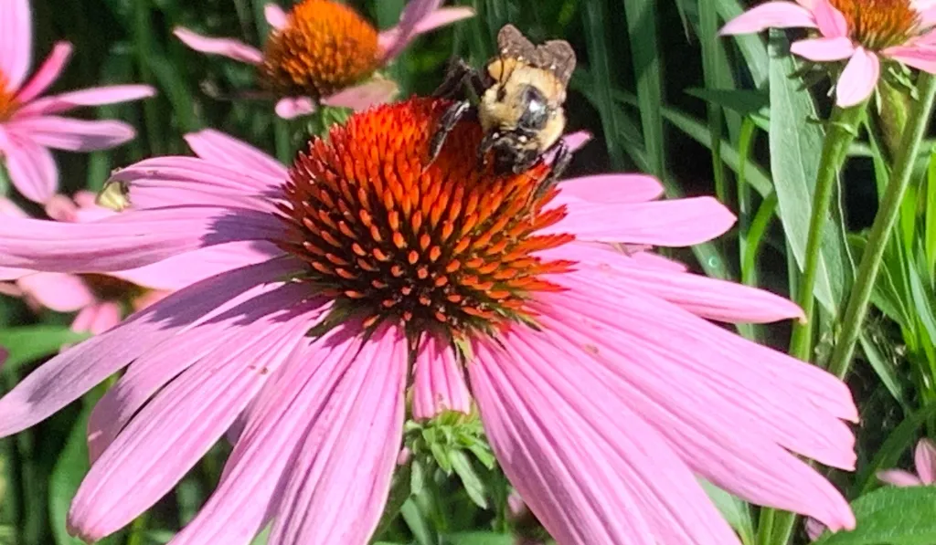 Echinacea