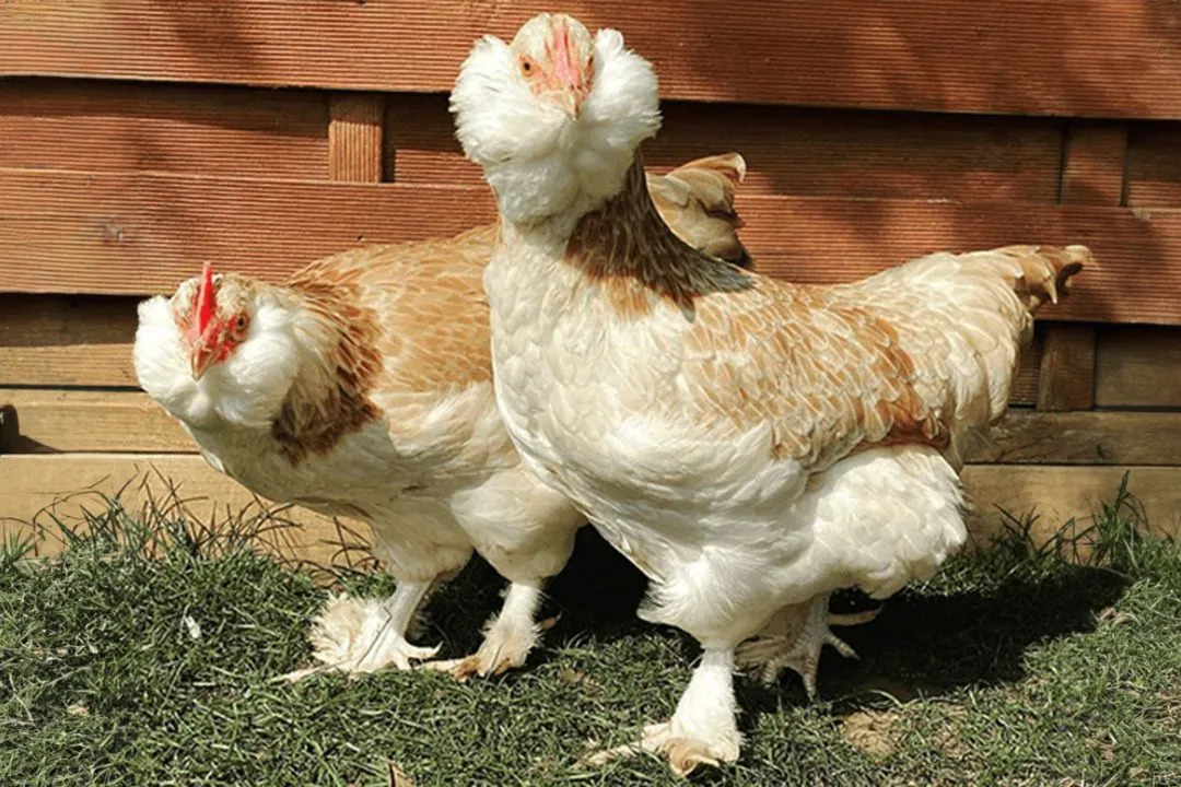 Faverolles Chicken