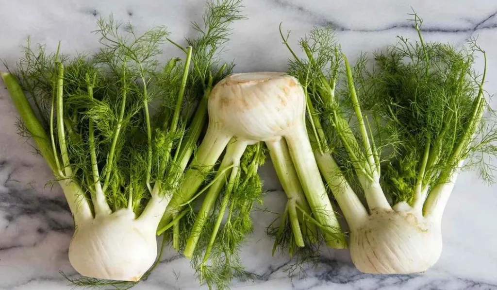 Fennel