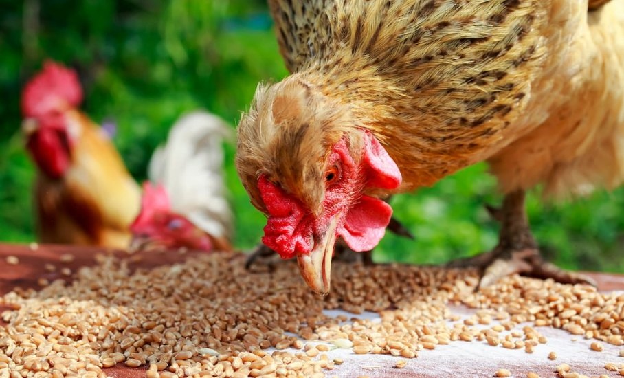 Flax Seeds In Chicken Feed