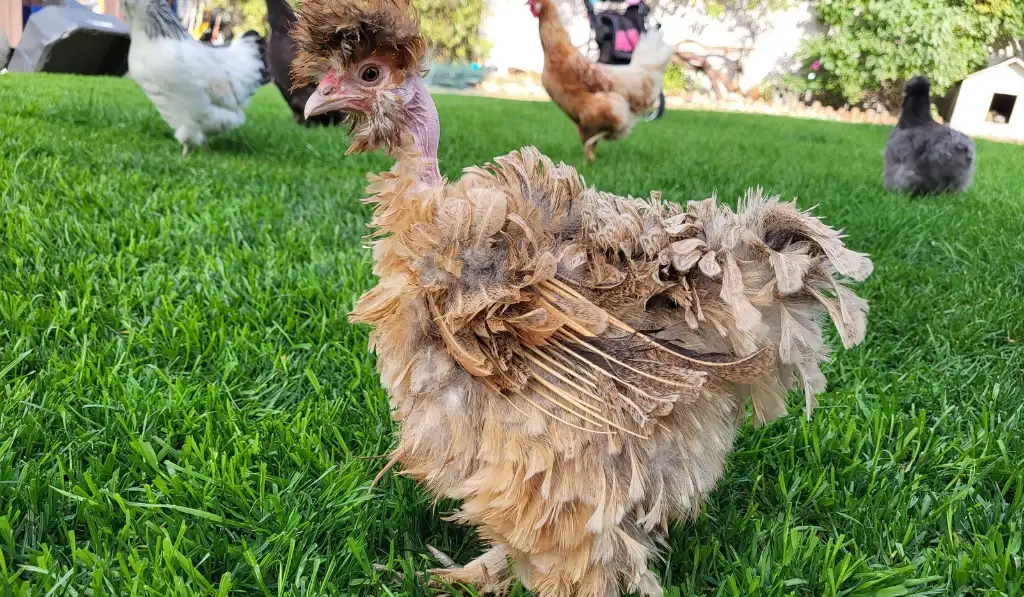 Frizzle Chicken Breed