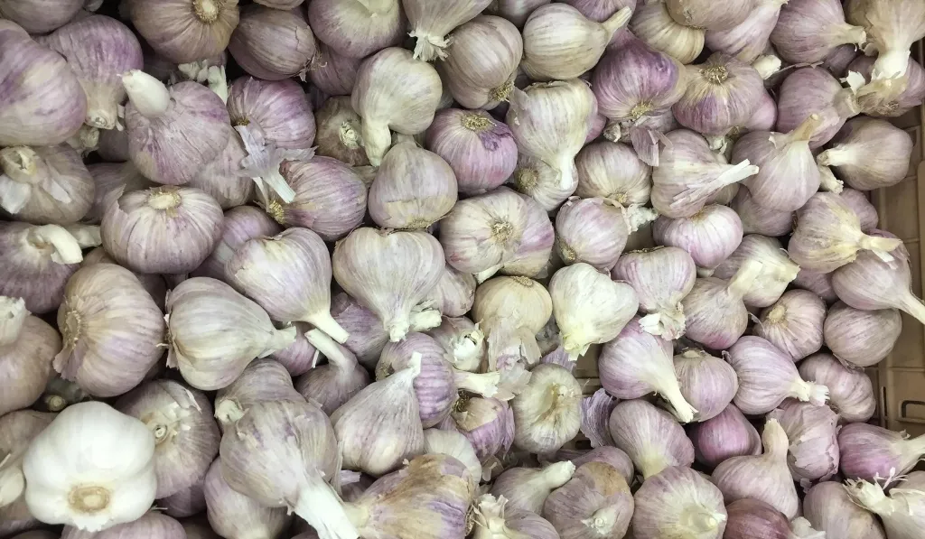 Garlic