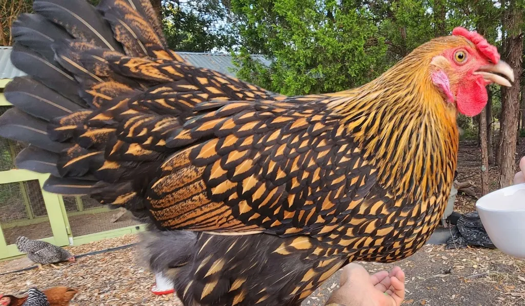 Golden-Laced Wyandotte Chicken Breed