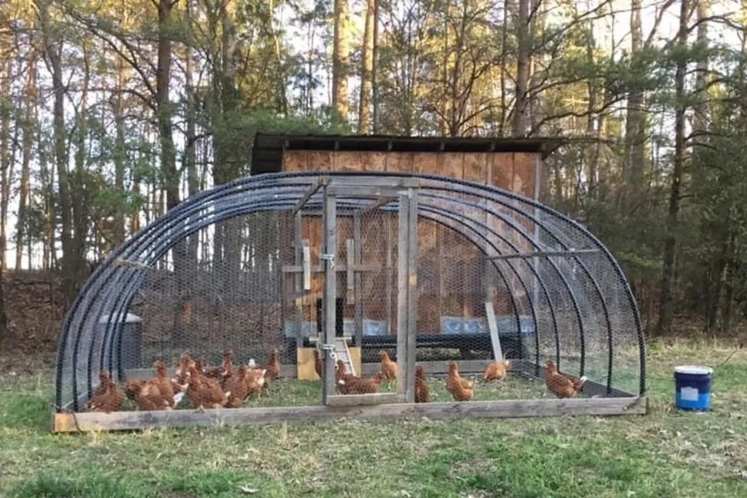 Hoop House Coop