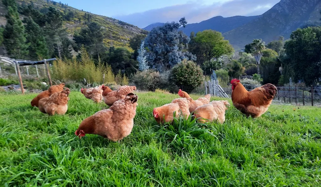 How to Introduce New Chickens to Your Flocks