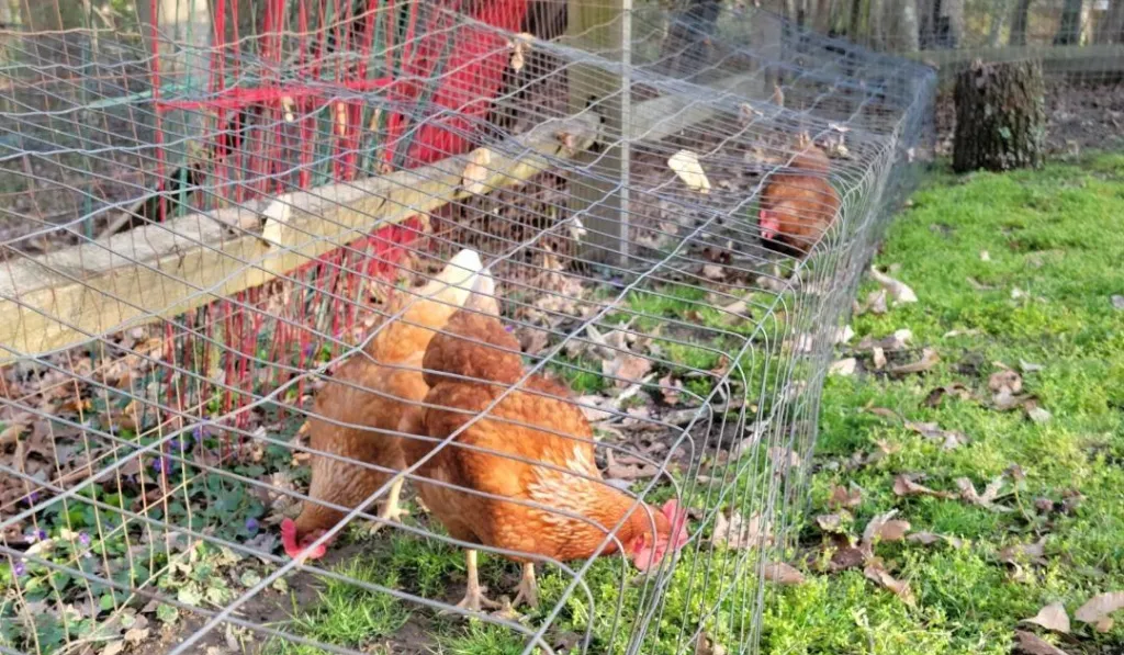 How to Make A Chicken Tunnel