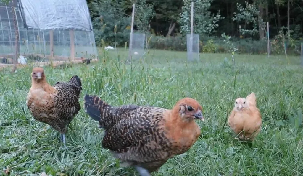 How to Plant A Chicken Feed Garden