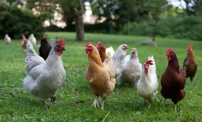 17 Must-Know Tips to Introduce New Chickens to Your Flock