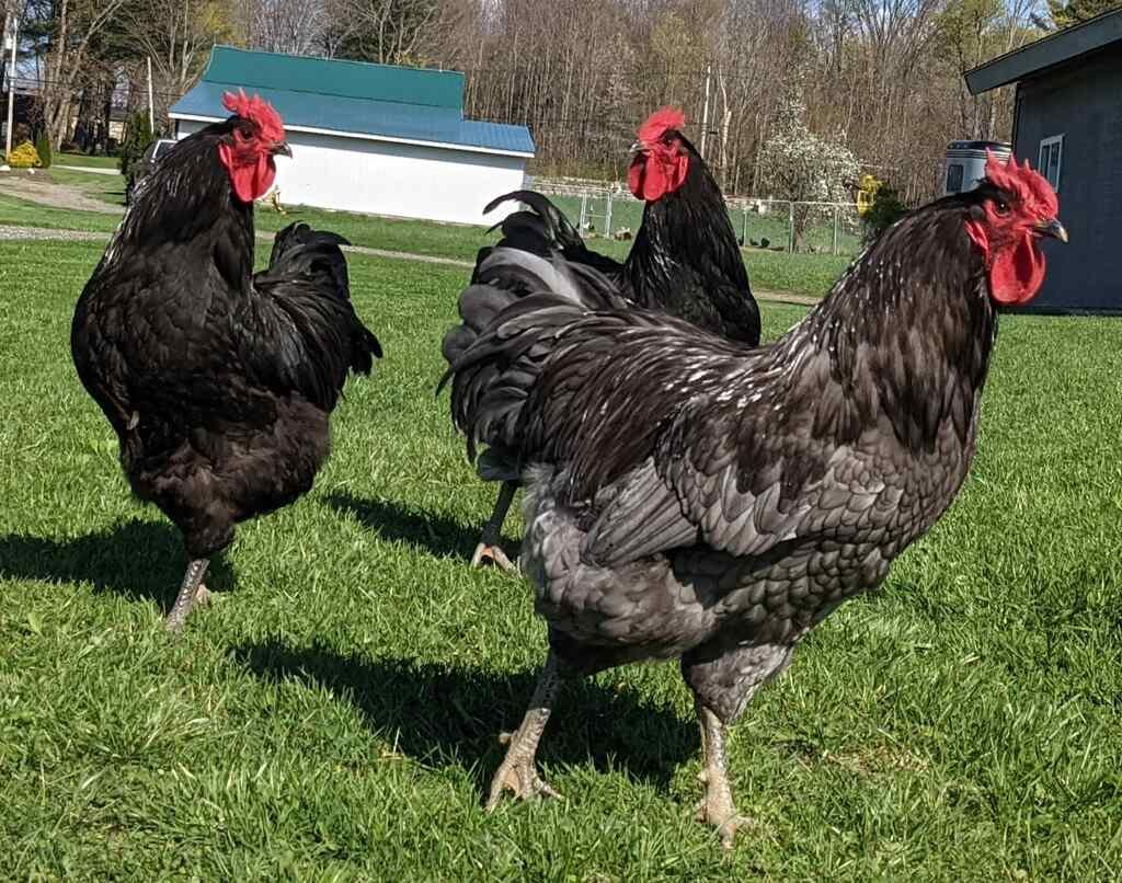 Jersey Giant Chicken