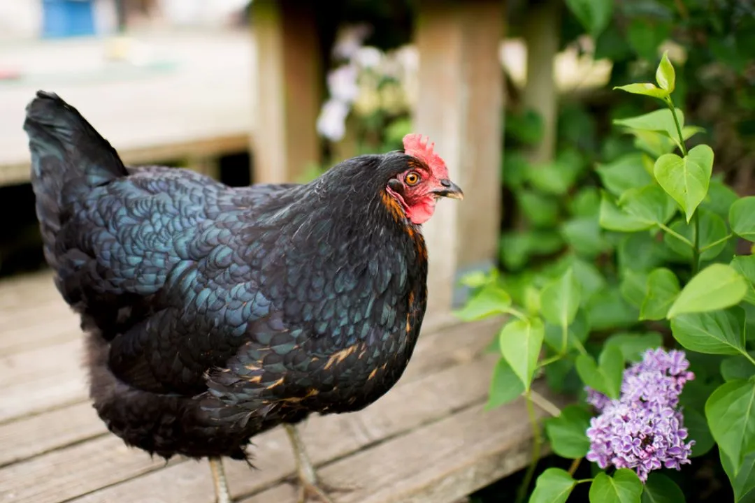 Jersey Giant Chicken