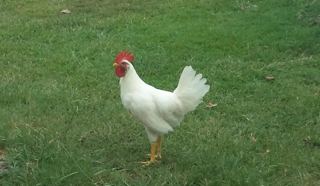 Leghorns Chicken Breed