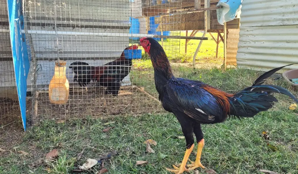 Malay Chicken Breed