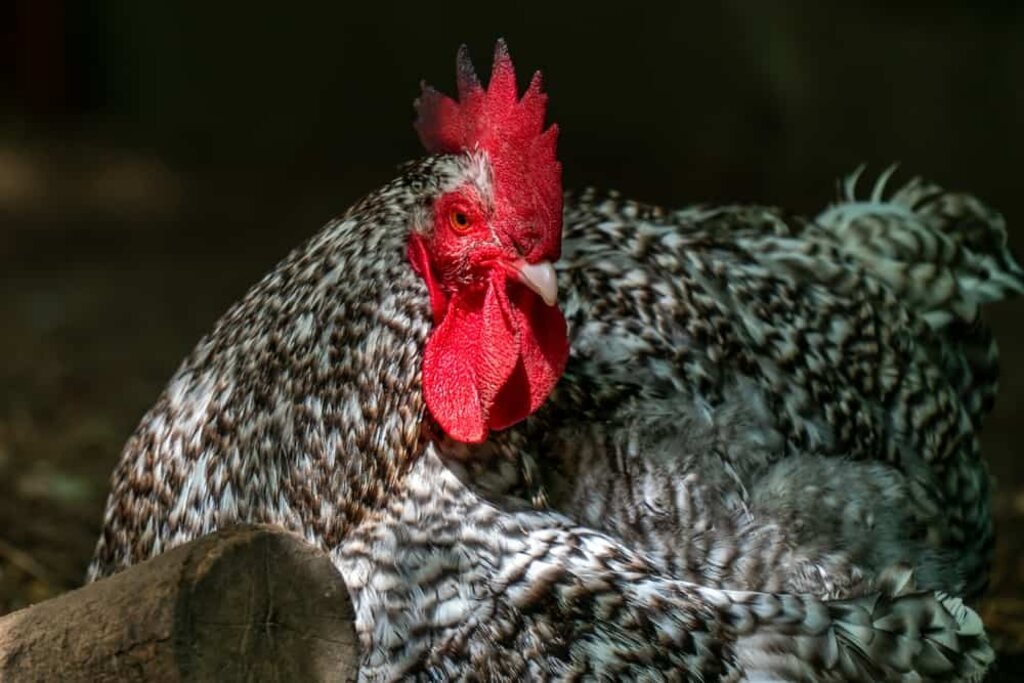 Maline Chicken