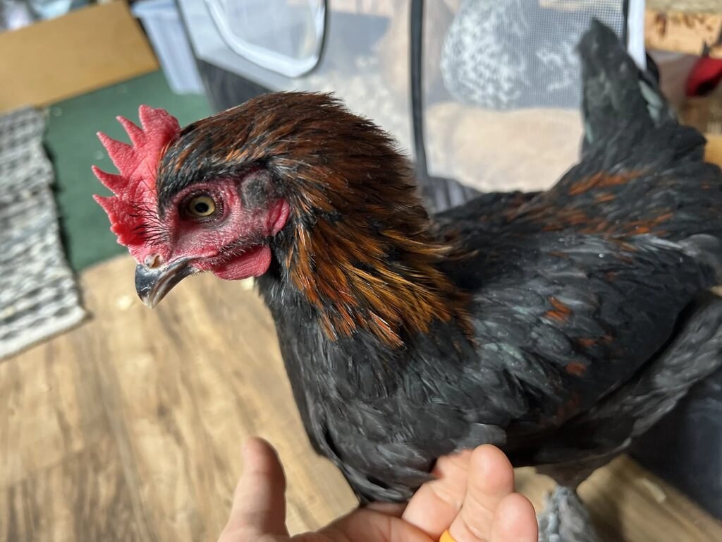 Maran Chicken
