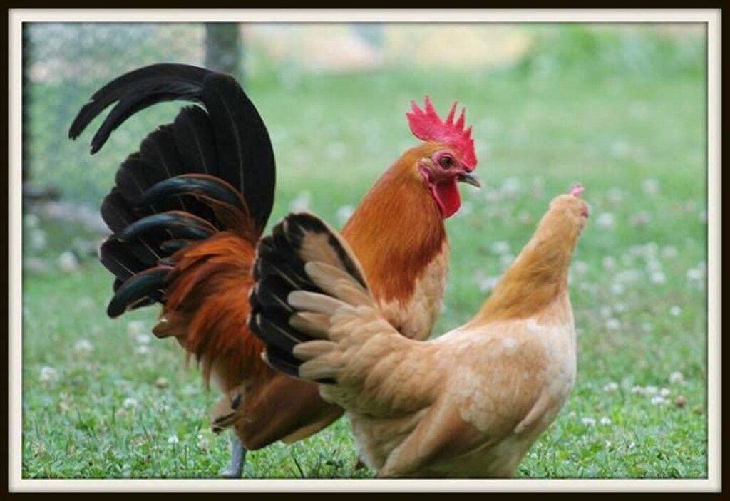 Nankin Chicken