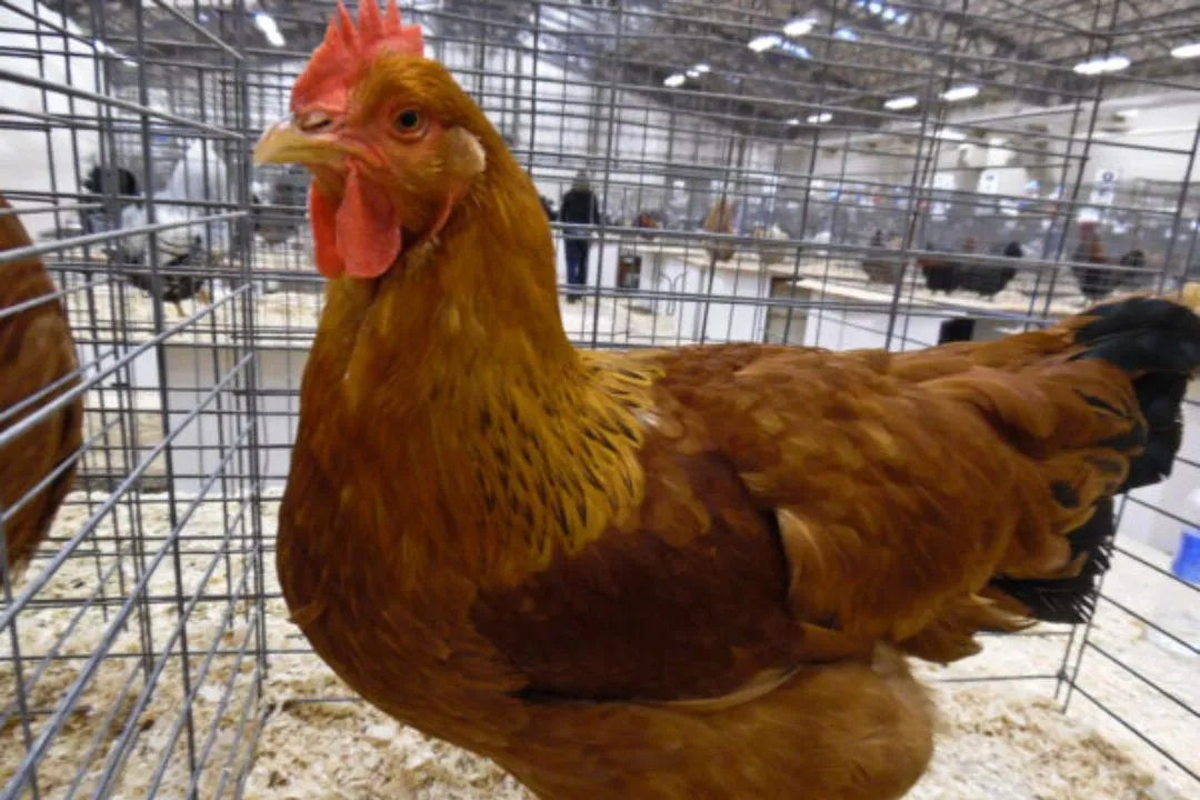 New Hampshire Red Chicken