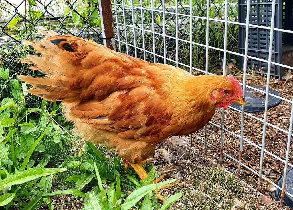New Hampshire Chicken