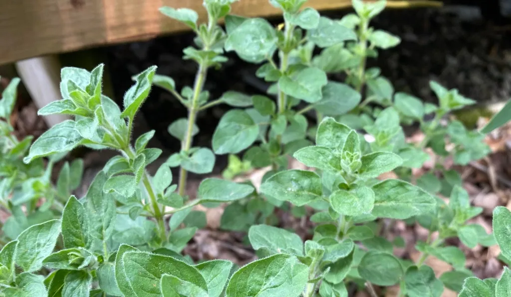 Oregano