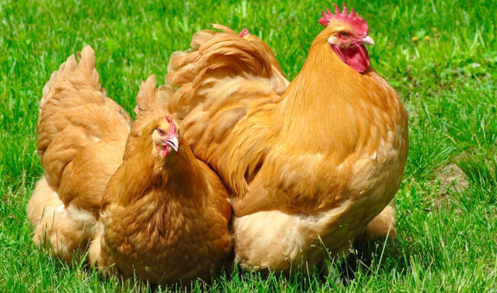 Orpington chicken