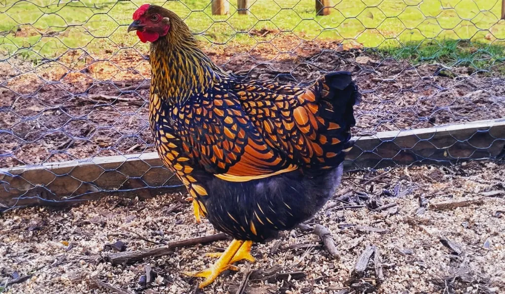 Personality Assessment of Golden Laced Wyandotte Chicken Breed