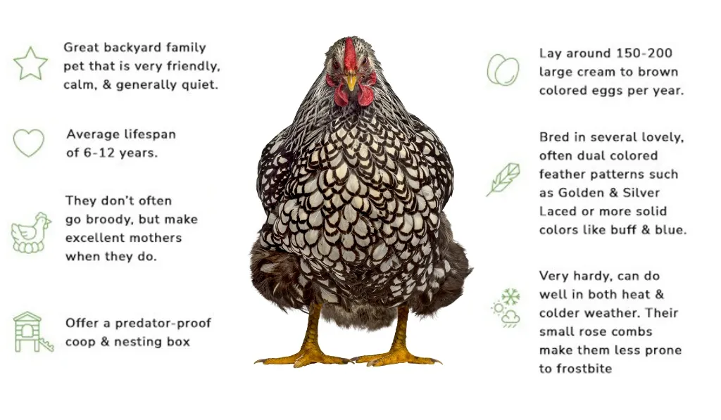 Physical Appearance of Silver Laced Wyandotte Chicken Breed