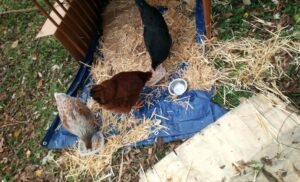 Plants To Cut Your Chicken Feed Costs