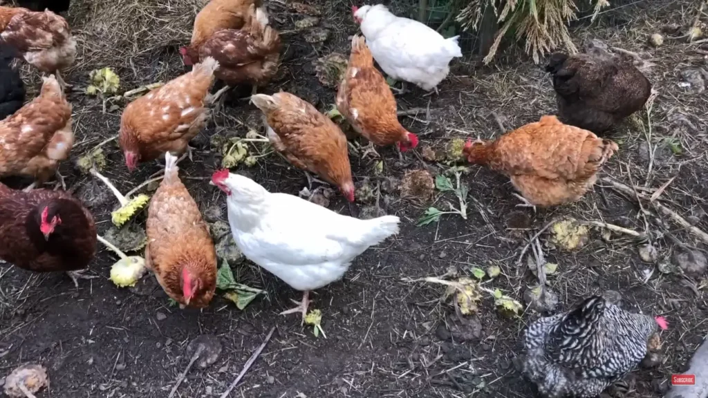 Plants to Cut Your Chicken Feed Costs