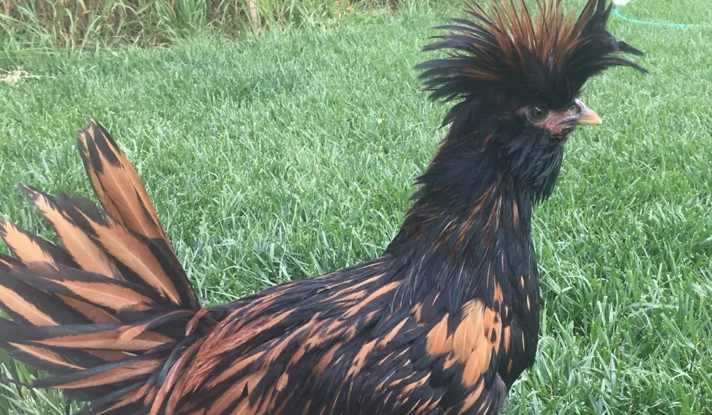 Polish Chicken Breed