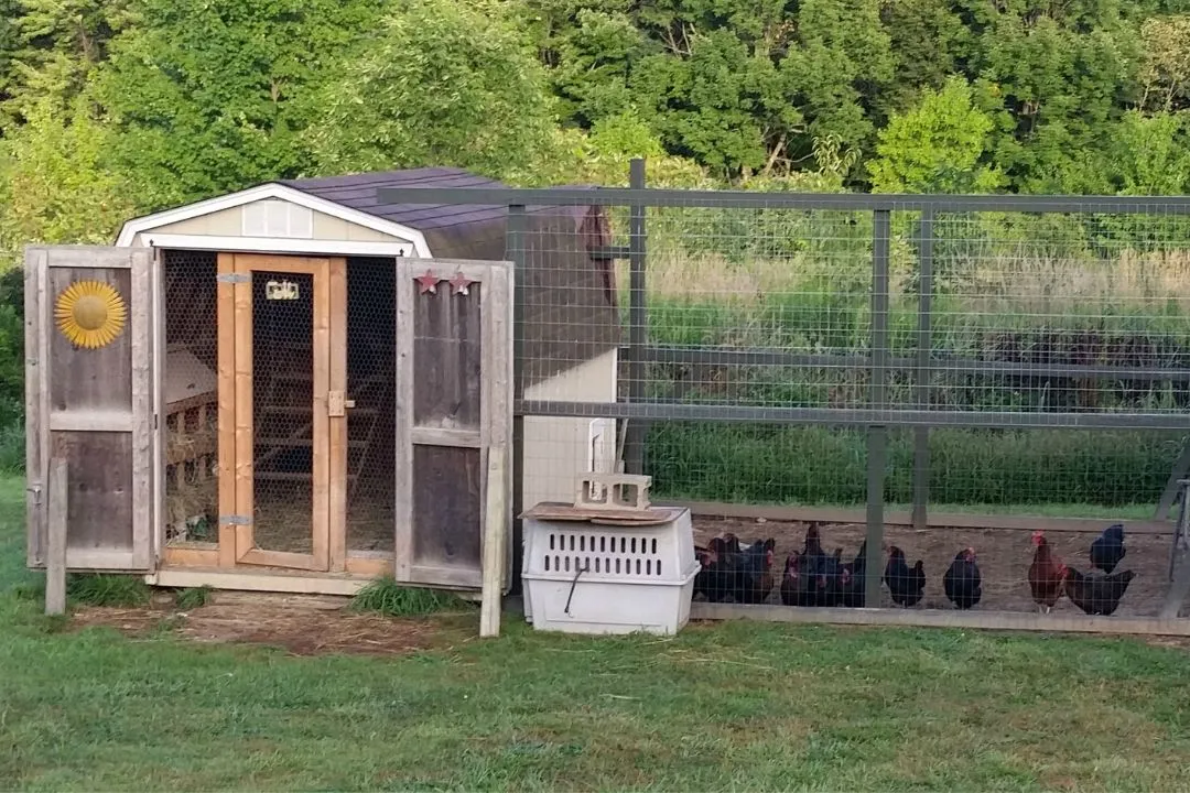 Repurposed Shed Coop